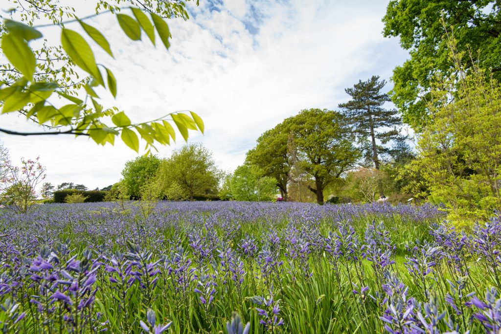 Britain's best gardens to see in spring - Jessops Photo